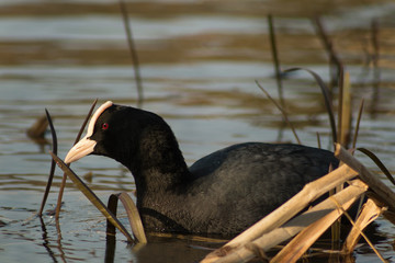 Coot in the setting sun