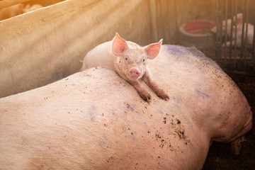 Piglet is climbing on the mother pig that is lying, organic pig farm.