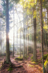 Obraz premium Beautiful autumn forest at sunrise. Forest in the rays of the autumn sun