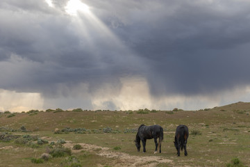 Fototapeta na wymiar Beautiful Wild Horses in the Utah Desert