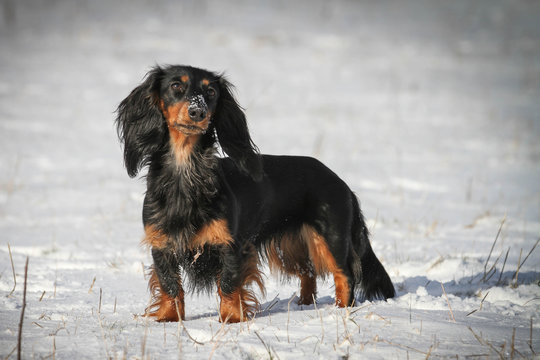Dachshund Winter Images – Browse 7,205 Stock Photos, Vectors, and Video |  Adobe Stock