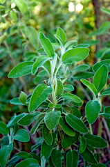 Obraz premium Common Sage Salvia, Herb, Spice, Medditerranean food