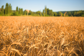 Wheat field at sunset.