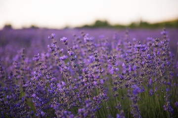 Naklejka premium Lavender field at sunset.