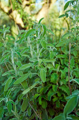 Common Sage Salvia, Herb, Spice, Medditerranean food