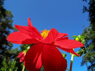 Red dahlia flower close up. The beautiful garden plant blooming outdoors. Bright macro view.