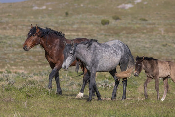 Fototapeta premium Beautiful Wild Horses in the Utah Desert