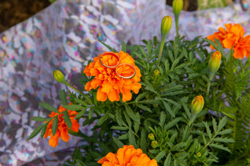 wedding rings lie on a grid. Wedding rings lie on marigold flowers. preparation for the wedding ceremony.