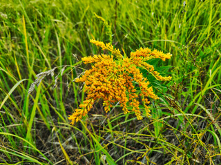 landscape photograph of goldenrod canadian on a background of green and dry grass