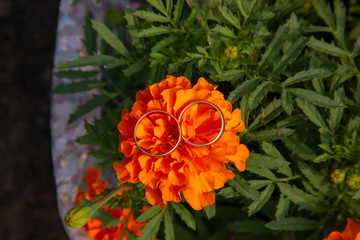 wedding rings lie on a grid. Wedding rings lie on marigold flowers. preparation for the wedding ceremony.
