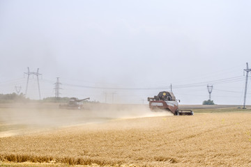 Fototapeta premium Agricultural combines in dust clubs harvest wheat on a huge field in the summer. Thus, the birth of bread occurs.