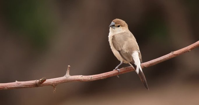 Indian Silverbill on a branch, Hampi, Karnataka, India.