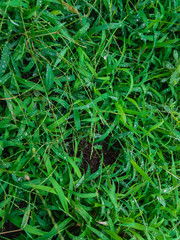 Green grass. Background image in natural light on a sunny day in summer.