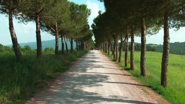 Wandering along wonderful rural street in Val d&Oacute;rcia amazing valley. Drone dolly view of long tree alley in glorious green landscape. Italy, Tuscany.