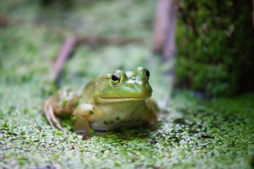 green frog