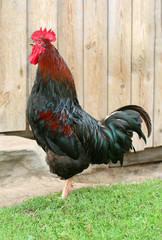 Colorful Rooster crows and Chickens in the farm. Free Range Cock and Hens