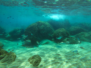 underwater background and free space for your decoration. 