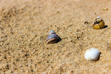 Muschel am sandigen Ufer des Flusses