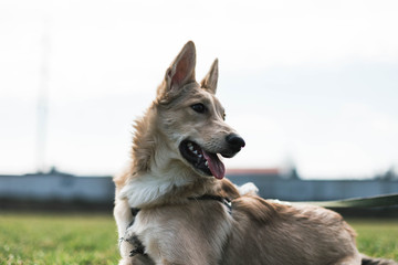 dog, Husky looks into the distance