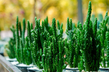 Close-up cactus plants in a pots.