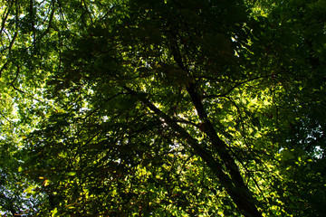 Fototapeta na wymiar Entwined trees showing an entrance of light.