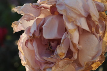 The pink rose has faded. Flowering is over. Macro