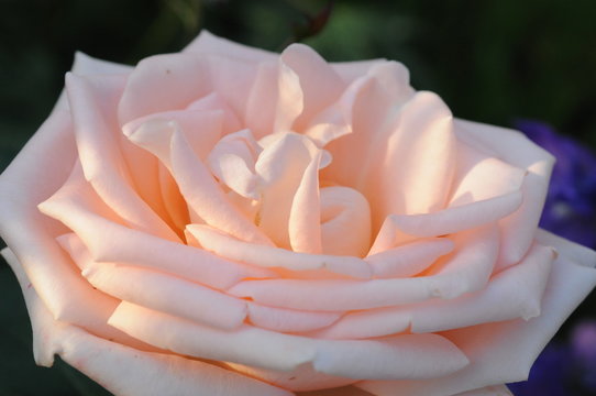 Real Pink Rose From The Garden With Shadows