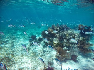 Naklejka na ściany i meble diver and coral reef