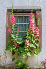 beautiful hollyhock in front of an old cottage