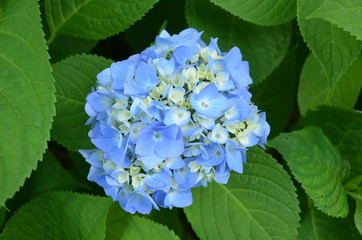 Summer in Nova Scotia: Endless Summer Hydrangea Flowers