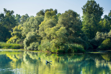Rheinurwald in Taubergießen in der Ortenau