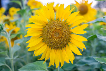 field of sunflowers