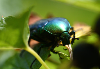 rose chafer eats pollen on the flower macro photography 