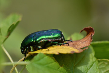 green rose chafer climbs on the green grass eating nectar