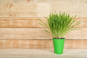 Green flower pot with greens on the table stands on a light brown wooden wall background. Copy space
