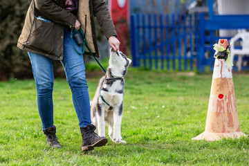 woman trains with a young husky on a dog training field