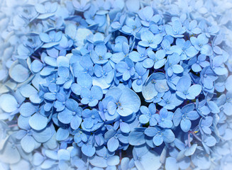 Floral background of bright blue hydrangea flowers, also known as hortensia