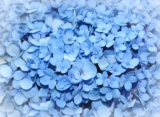 Rolgordijnen Floral background of bright blue hydrangea flowers, also known as hortensia © David Carillet