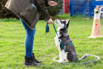 woman trains with a young husky on a dog training field - Powered by Adobe