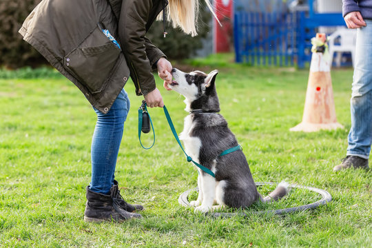 Woman Trains With A Young Husky On A Dog Training Field