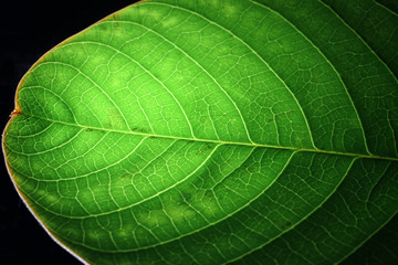 Closeup of portion of green netted veins leaf.