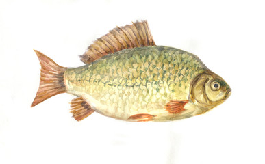 fish crucian watercolor