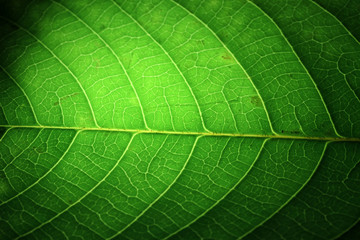 Closeup of portion of green netted veins leaf.