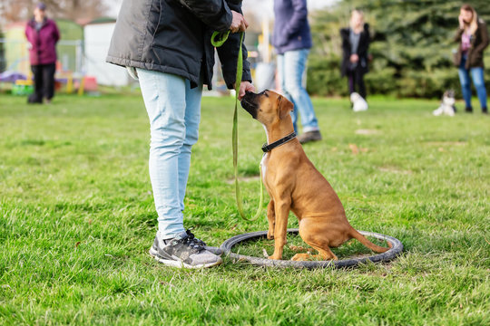 woman with a young boxer dog on a dog training field