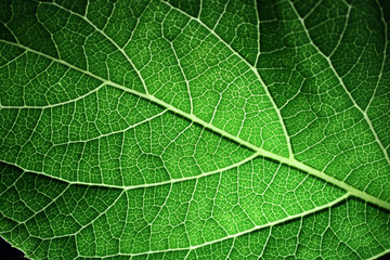 Closeup of portion of green netted veins leaf.