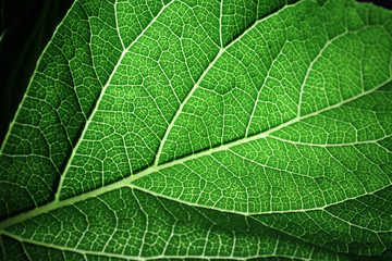 Closeup of portion of green netted veins leaf.