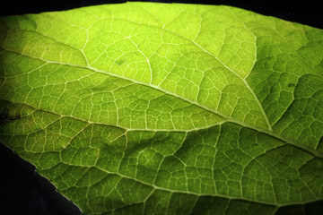 Closeup of portion of green netted veins leaf.