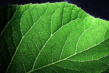 Closeup of portion of green netted veins leaf.