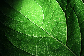 Naklejka na ściany i meble Closeup of portion of green netted veins leaf.