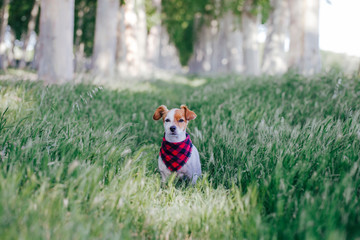 cute small jack russell dog standing outdoors in a trees way and looking at the camera. Wearing a plaid bandana. Pets outdoors